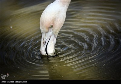 باغ پرندگان اصفهان