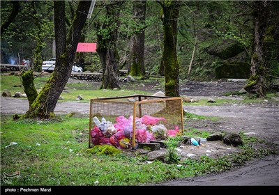 یادگاری های روز طبیعت - مازندران