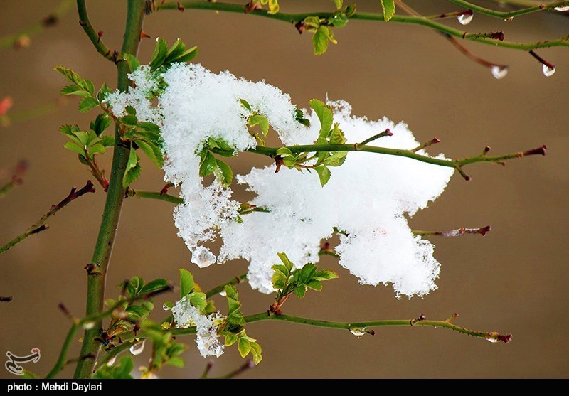 زیان 319 هزار میلیون ریالی بخش کشاورزی آذربایجان‌ غربی در اثر بارش‌‌ها