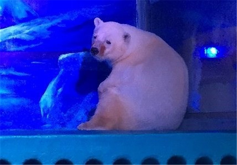 &apos;World’s saddest polar bear