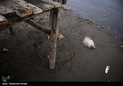 آلودگی ساحل دریای خزر