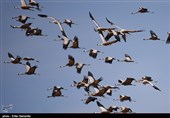 مهاجرت درنا ها به تالاب های فارس