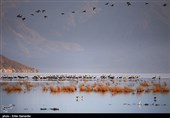 مهاجرت درنا ها به تالاب های فارس