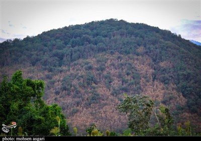 جنگلهای هیرکانی در محاصره پیچکهای مهاجم/ آیا فاجعه شمشادها دوباره تکرار میشود؟