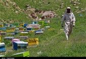 خشکسالی زنگ خطر زنبورداری در دامغان را به صدا درآورد/ کاهش 17 درصدی کلنیها