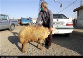 بازار فروش دام عید قربان در روزهای کرونایی-همدان