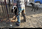 بازار فروش دام عید قربان در روزهای کرونایی-همدان
