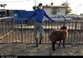 بازار فروش دام عید قربان در روزهای کرونایی-همدان