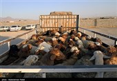 بازار فروش دام عید قربان در روزهای کرونایی-همدان