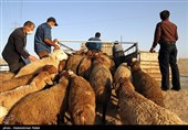 بازار فروش دام عید قربان در روزهای کرونایی-همدان