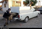 بازار فروش دام عید قربان در روزهای کرونایی-همدان