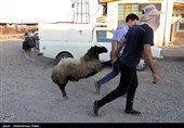 بازار فروش دام عید قربان در روزهای کرونایی-همدان