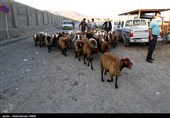بازار فروش دام عید قربان در روزهای کرونایی-همدان