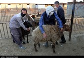 بازار فروش دام عید قربان در روزهای کرونایی-همدان