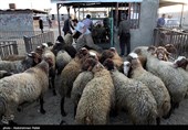 بازار فروش دام عید قربان در روزهای کرونایی-همدان