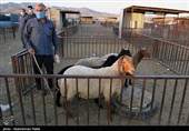 بازار فروش دام عید قربان در روزهای کرونایی-همدان