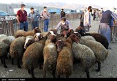 بازار فروش دام عید قربان در روزهای کرونایی-همدان
