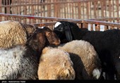 بازار فروش دام عید قربان در روزهای کرونایی-همدان