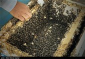 آغاز برداشت عسل در شهرستان تفت؛ پیشبینی تولید 430 تن
