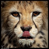 پیروز, نماد یوزپلنگ ایرانی