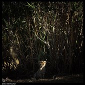 پیروز, نماد یوزپلنگ ایرانی