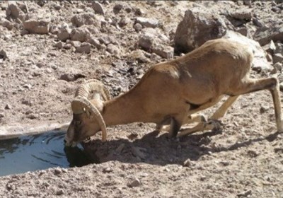 افزایش تعامل دام اهلی و حیات وحش خطر انتقال بیماریها را بیشتر میکند