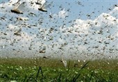 خراسان جنوبی آماده مقابله با هجوم احتمالی ملخ صحرایی