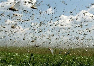 خراسان جنوبی آماده مقابله با هجوم احتمالی ملخ صحرایی