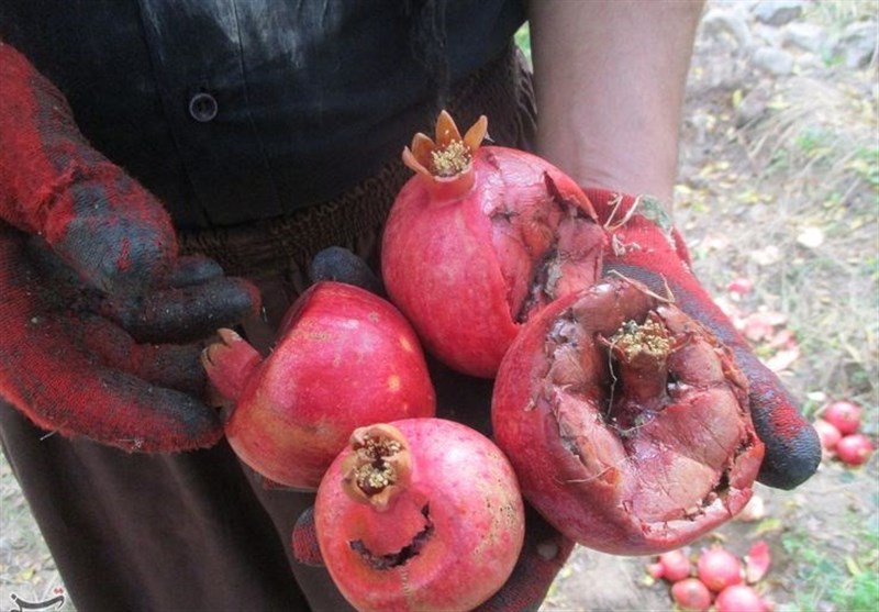 گلایه باغداران بادرودی از عدم رسیدگی به مشکلات/کشاورزان از حرفه خود روی‌برگردان شدند