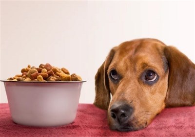 قاچاق 100 میلیاردی خوراک حیوانات خانگی در کردستان