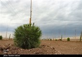 پویش درختکاری «در سایه مادر» در کرمان؛ کاشت نهال توسط مادران شهدا