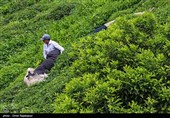 پژوهشکده چای لاهیجان با آموزش و تحقیق، تابآوری باغات چای را افزایش میدهد