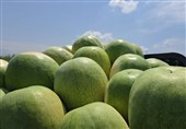 252 هزار تن هندوانه تازه برای تنظیم بازار شب یلدا عرضه میشود