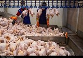 بلبشوی بازار مرغ در شمال ایران/ از صف طولانی تا قیمت افسارگسیخته/ مافیابازی در کشتارگاه
