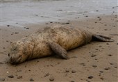 تلفات مرموز فوکهای خزری در سواحل گیلان؛ وقتی لاشهها فرصت پاسخ درست نمیدهند