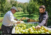 آذربیجان الغربیة تتصدر إنتاج التفاح فی إیران وأرومیة تستحوذ على ثلث المحصول