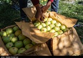 کاهش 8 درصدی تولید سیب به دلیل خشکسالی/ شب عید کمبود سیب نداریم