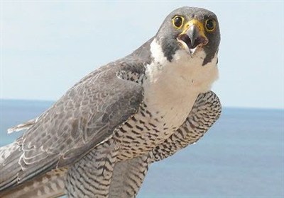 متلاشی شدن باند قاچاق پرندگان کمیاب/ کشف 11 شاهین به ارزش 500 میلیارد ریال