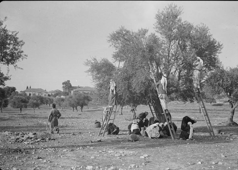 احتلال فلسطین عام 1948 , تشکیلات خودگردان فلسطین , عرفات , أشجار الزیتون , شجرة الزیتون , کرانه باختری , الضفة الغربیة , صهیونیسم , تخریب , بیت المقدس ,