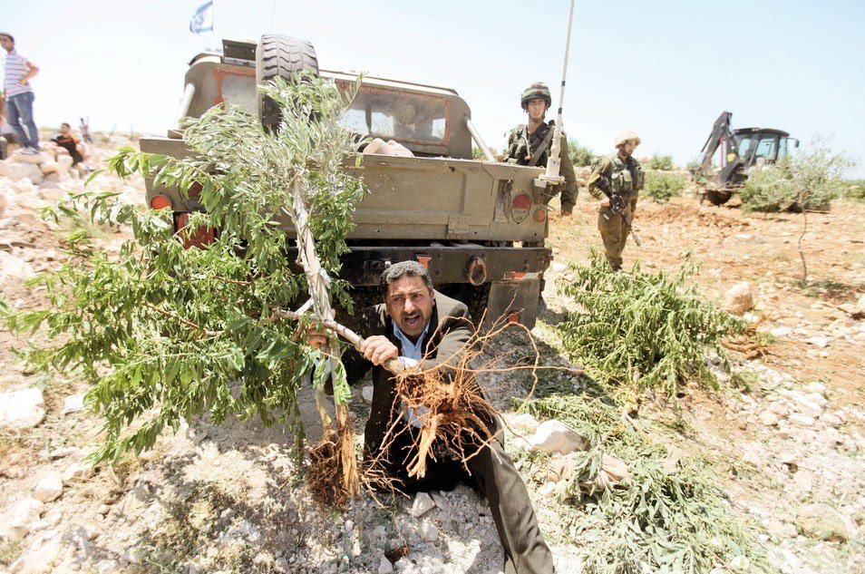 احتلال فلسطین عام 1948 , تشکیلات خودگردان فلسطین , عرفات , أشجار الزیتون , شجرة الزیتون , کرانه باختری , الضفة الغربیة , صهیونیسم , تخریب , بیت المقدس ,
