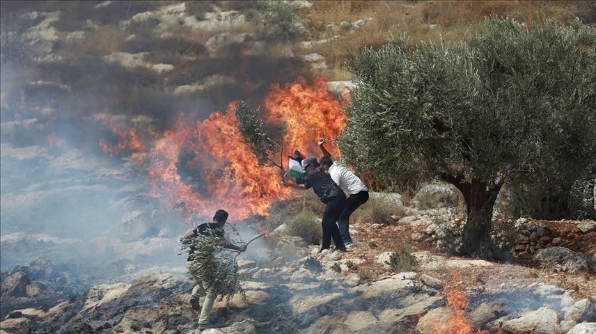 احتلال فلسطین عام 1948 , تشکیلات خودگردان فلسطین , عرفات , أشجار الزیتون , شجرة الزیتون , کرانه باختری , الضفة الغربیة , صهیونیسم , تخریب , بیت المقدس ,