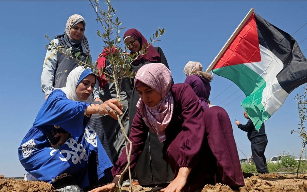 احتلال فلسطین عام 1948 , تشکیلات خودگردان فلسطین , عرفات , أشجار الزیتون , شجرة الزیتون , کرانه باختری , الضفة الغربیة , صهیونیسم , تخریب , بیت المقدس ,