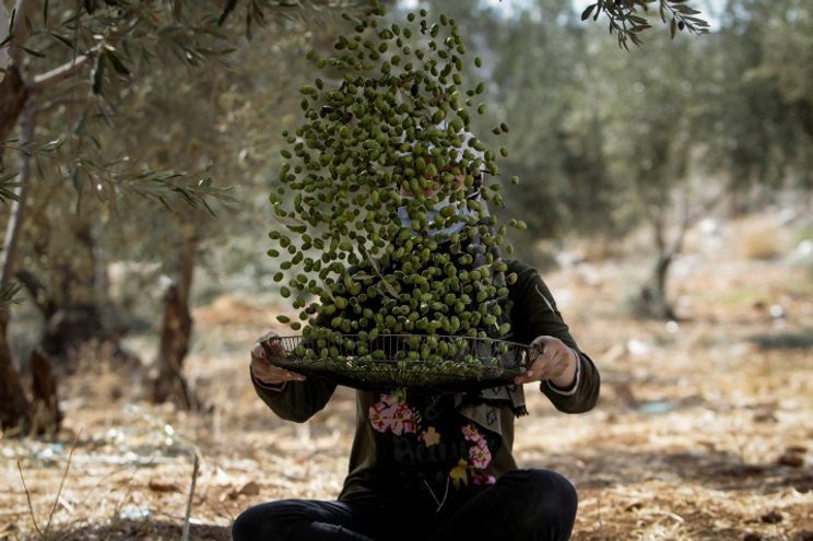 احتلال فلسطین عام 1948 , تشکیلات خودگردان فلسطین , عرفات , أشجار الزیتون , شجرة الزیتون , کرانه باختری , الضفة الغربیة , صهیونیسم , تخریب , بیت المقدس ,