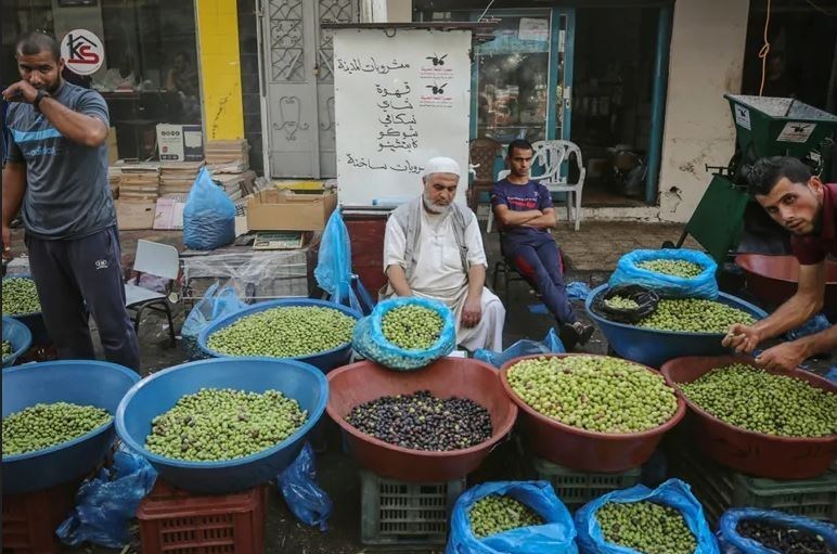 احتلال فلسطین عام 1948 , تشکیلات خودگردان فلسطین , عرفات , أشجار الزیتون , شجرة الزیتون , کرانه باختری , الضفة الغربیة , صهیونیسم , تخریب , بیت المقدس ,