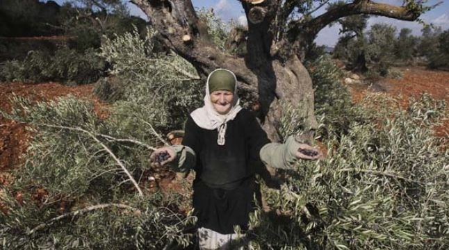 احتلال فلسطین عام 1948 , تشکیلات خودگردان فلسطین , عرفات , أشجار الزیتون , شجرة الزیتون , کرانه باختری , الضفة الغربیة , صهیونیسم , تخریب , بیت المقدس ,