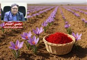 گفتوگو|نشان جغرافیایی زعفران قائنات اصالت و کیفیت منحصر بهفرد را تثبیت میکند