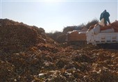 بازیافت سبز در مشهد/تبدیل 3650 تن ضایعات فضای سبز به کود آلی