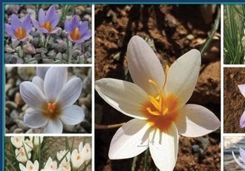 کلکسیونی زنده از بنه همه گونه‌های ایرانی جنس زعفران ایجاد شد