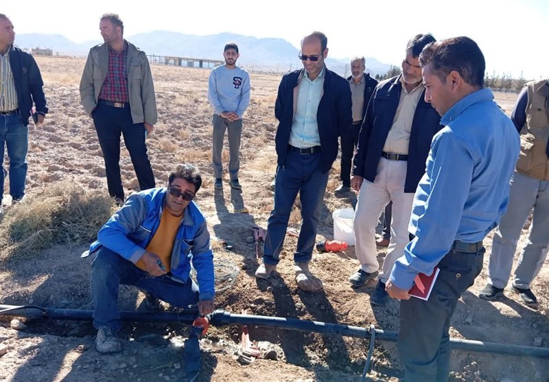 کاهش 70 درصدی مصرف آب در مزارع زعفران قائنات