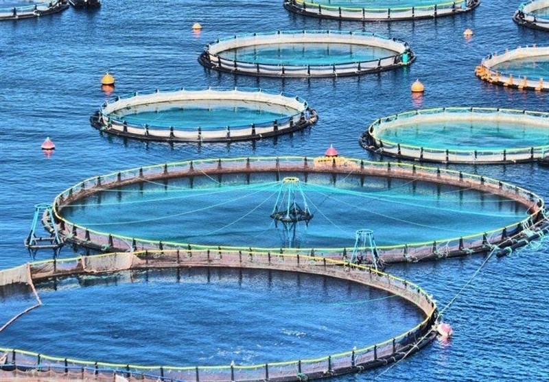 پیوند دانش، سرمایه و فناوری کلید توسعه شیلات ایران